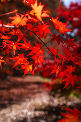 秋の風物詩　紅葉