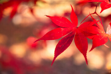美しい紅葉の葉