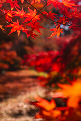 秋の風物詩　紅葉