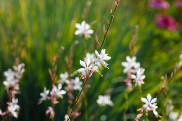 Gaura lindheimeri 'Sparkle White' is a plant for flower garden in a natural style