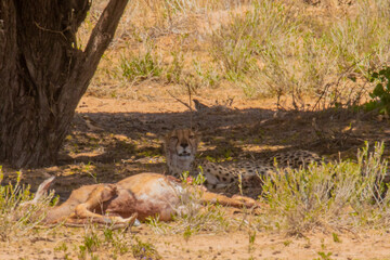 Kalahari cheetahs