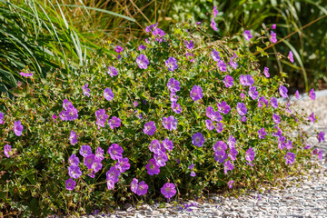 Geranium x hybridum `Rozanne is plant for flower garden in a natural style