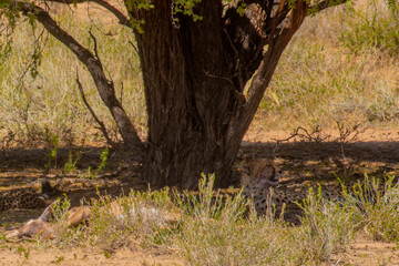 Kalahari cheetahs
