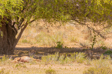 Kalahari cheetahs