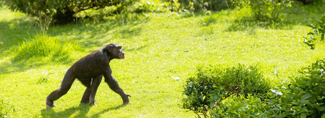 Monkey in Motion - chimpanzee o n green meadow