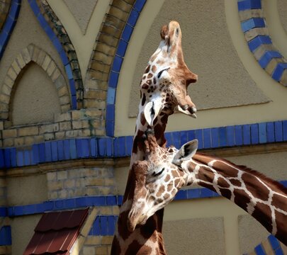 Heads of giraffes resting gracefully on each other in Berlin Zoo - Powered by Adobe