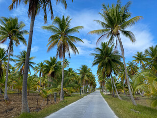 French Polynesia, Tikehau atoll.  Road with palm trees.