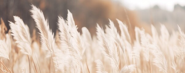 Pampas grass in autumn. Natural background. Dry beige reed. Pastel neutral colors and earth tones. Banner. Selective focus, Generative AI