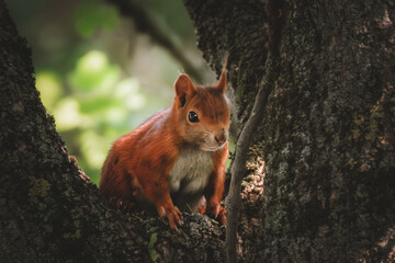 Neugierig schauendes Eichhörnchen im Baum