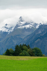 Fototapeta na wymiar Baumgruppe im Allgäu vor wolkenverhangenen Bergen