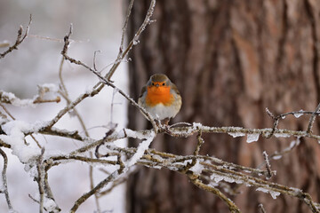 Rotkelchen, Vogel, Winter