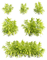 set of shell ginger plants, 3D rendering with transparent background