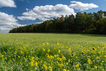 Felder und &Auml;cker im Heckeng&auml;u im Oktober