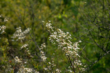 Thunbergii eadowsweet or Spiraea thunbergii flowers. Rosaceae deciduous shrub. From March to May,...