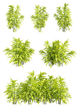 set of shell ginger plants, 3D rendering with transparent background