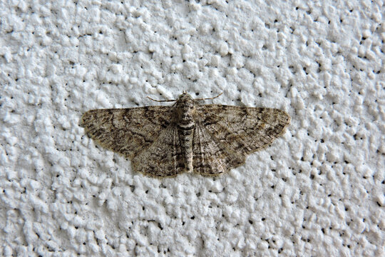 The double-lined gray moth on a white wall