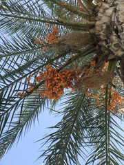 Date palm. Finnish tree with fruits. Bunny fruits. Against the backdrop of the blue sky.
