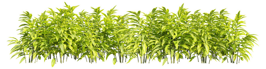 set of shell ginger plants, 3D rendering with transparent background