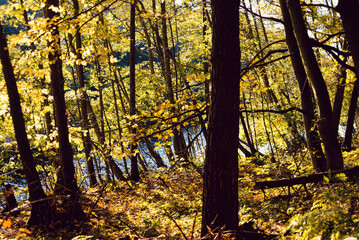 autumn in the forest