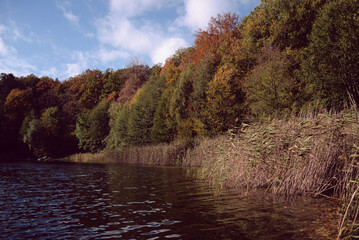 autumn in the forest