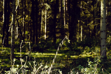 forest in the morning