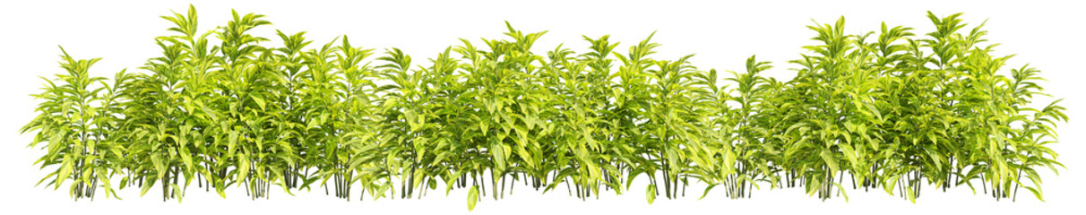 set of shell ginger plants, 3D rendering with transparent background