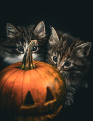 Norwegian forest cat kittens and pumpkins