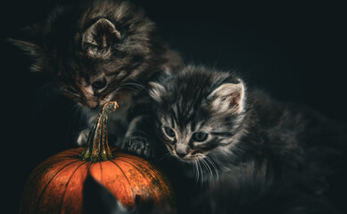Norwegian forest cat kittens and pumpkins