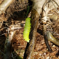 root of tree