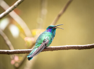 Kolibri in Costa Rica