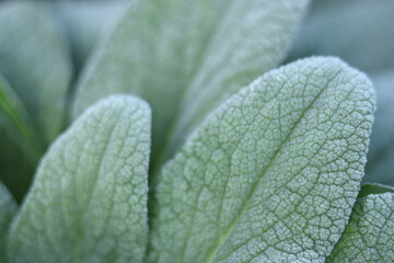 Morning frost on green leaves. Winter macro. Morning plants in an ice crust. Detail of frozen leaves. Frozen plants texture. Hoarfrost in winter. Rime ice crystals on leaves 
