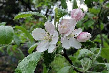 White and pinkish flowers and buds of a apple tree 