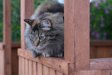 tabby cat on a wooden gazebo in the garden