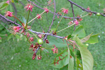 A close-up of unripe sour cherry fruit growing on a branch, green grass in the background