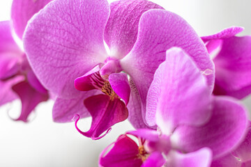 The blossoming petals of the pink Phalaenopsis orchid