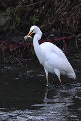 pesca
