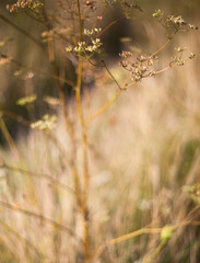 The high plant in the autumn field