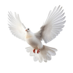 white dove flying, PNG