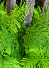 Green fern stems and leaves