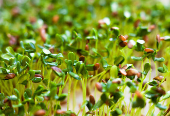 Sprouting of the seeds (linseeds)