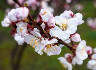 Spring blossom. Apricot tree flowers.