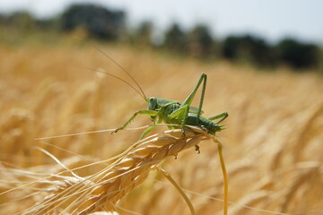 Grashüpfer mit Getreide Feld im Hintergrund