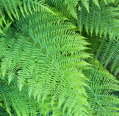Green fern stems and leaves