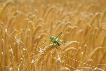 Grashüpfer mit Getreide Feld im Hintergrund