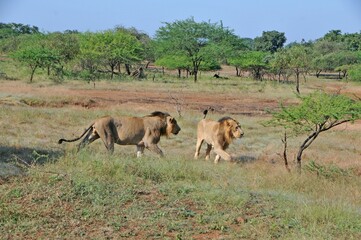Naklejka na ściany i meble Asiatic Lions wlking in the field at Gir National park, India