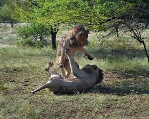 Asiatic lions fighting on the grass at Gir National park, India