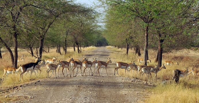 Group of Blackbucks crossing the road at Gir National park, India