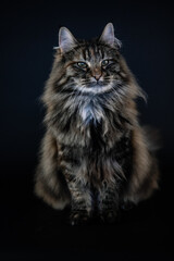 Naklejka na ściany i meble Norwegian forest cat 