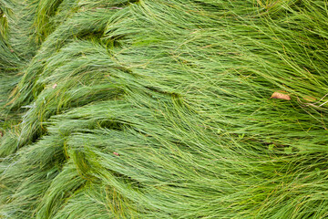 Long green grass in the field