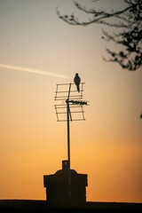 Magpie Perched on top of house against sunset